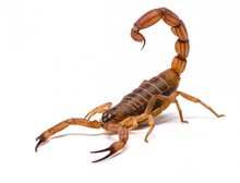 Desert Scorpions's avatar