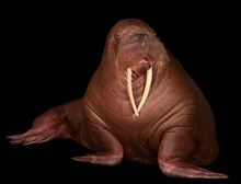 Whistlin Walrus''s avatar
